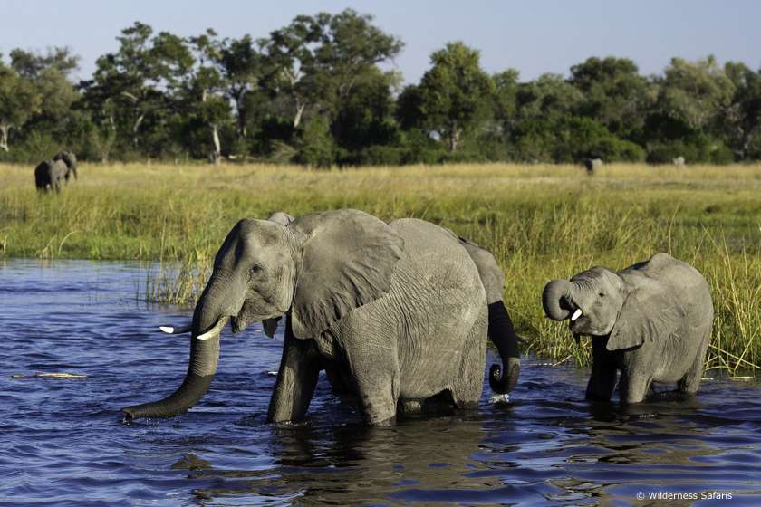 resa till Botswana, safari Kings Pool, elefanter