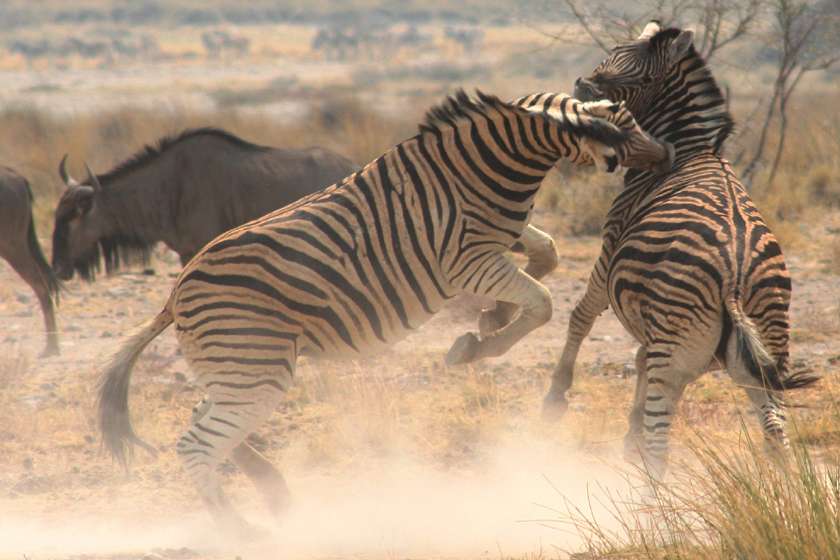resa till Botswana, safari i botswana, zebror