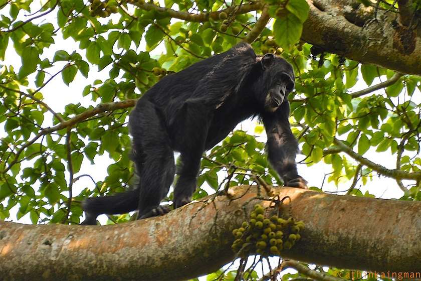 Resa till Uganda, primater, schimpans
