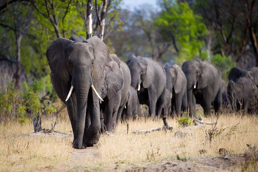 Davison´s Camp Zimbabwe – en magnet för djuren