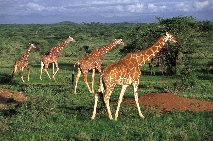 Resa till Kenya, Kenya safari, giraffer