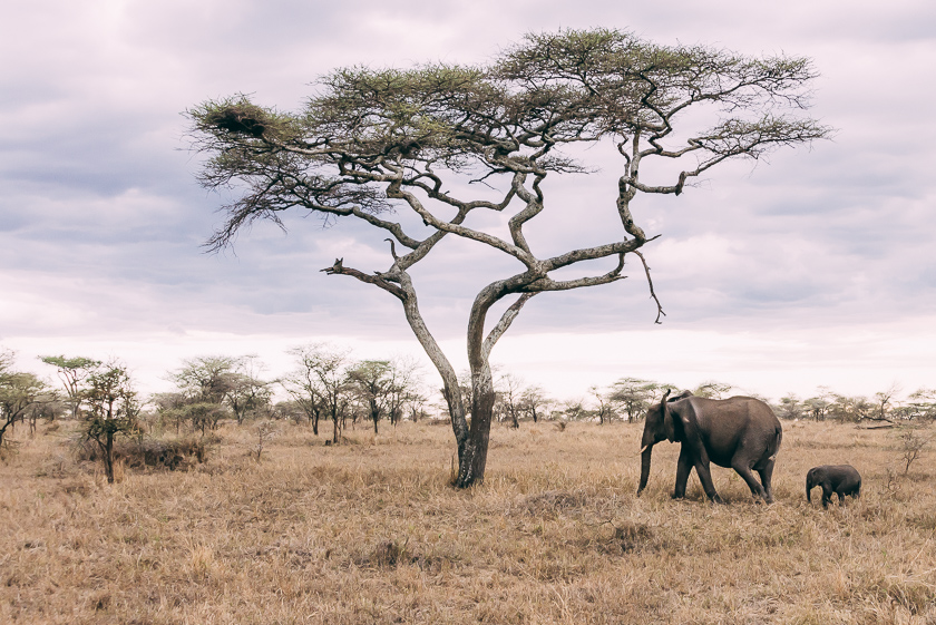 tanzania safari afrika