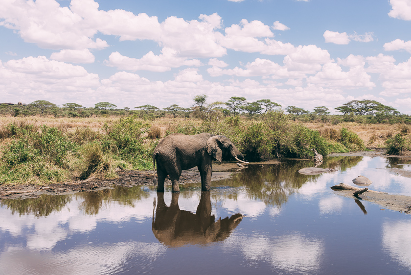 tanzania safari afrika