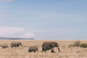resa till tanzania, tanzania safari, Tanzania resa