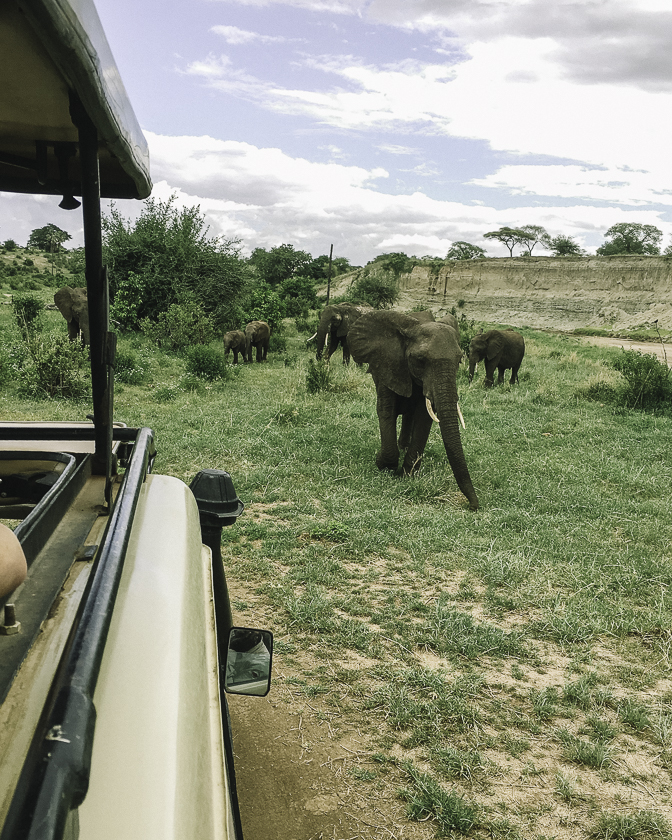 Safari i Tanzania foto Maria Leffler