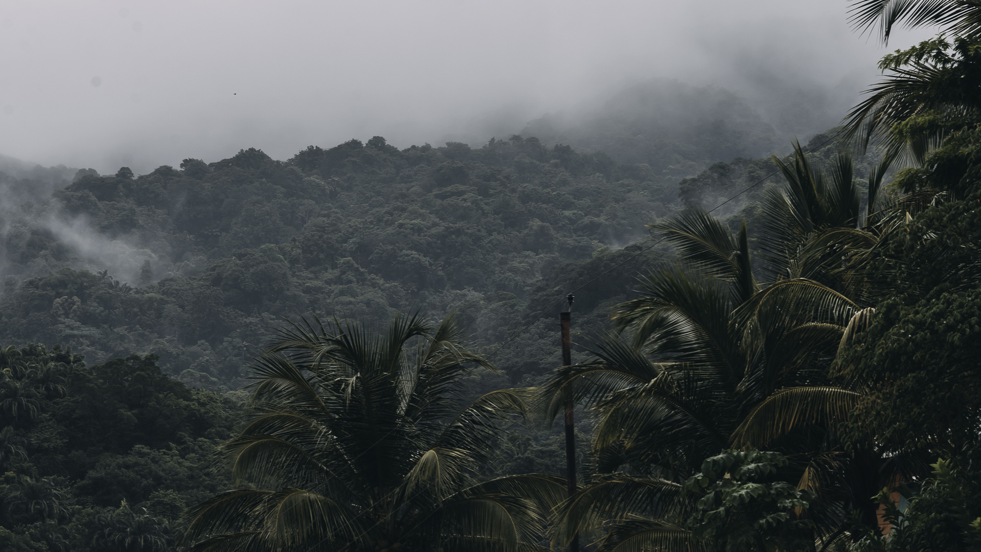 Tobago utflykter, saker att göra, regnskog, Main Ridge Forest