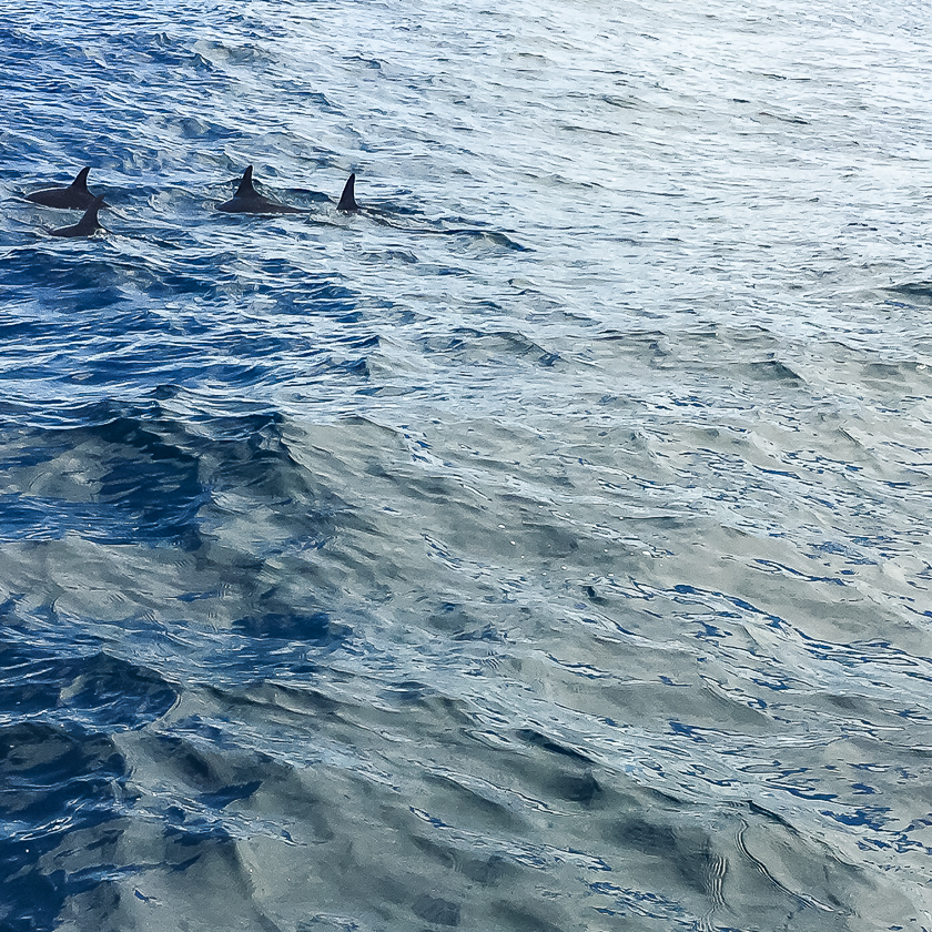 Grenada Natur Delfiner