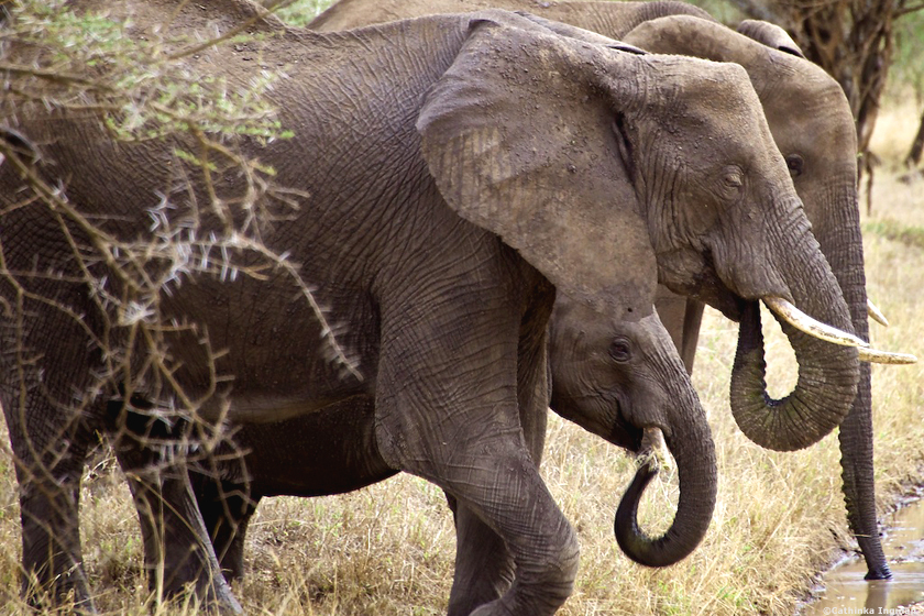 Safari i norra Tanzania – Serengeti och Ngorongoro – koppla av på Zanzibar