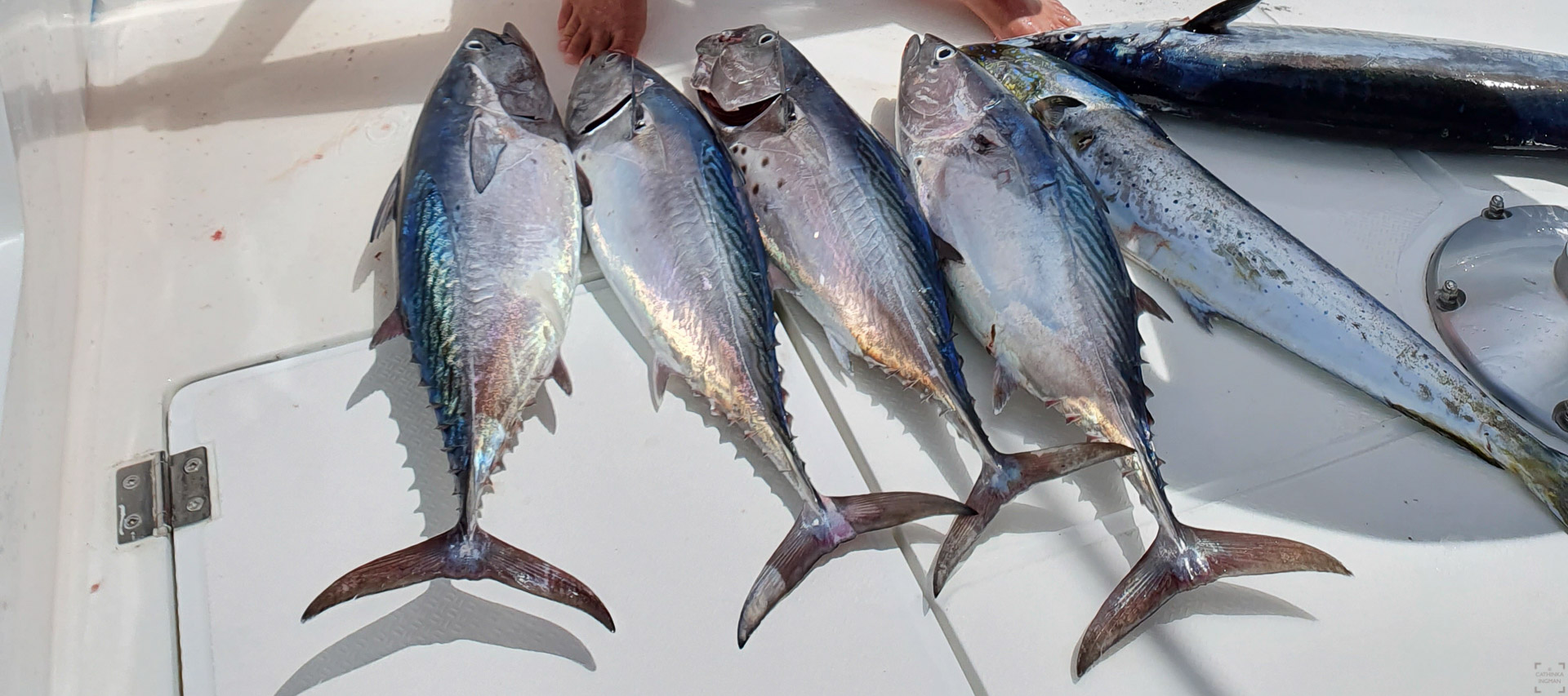 Fiskeäventyr på Seychellerna