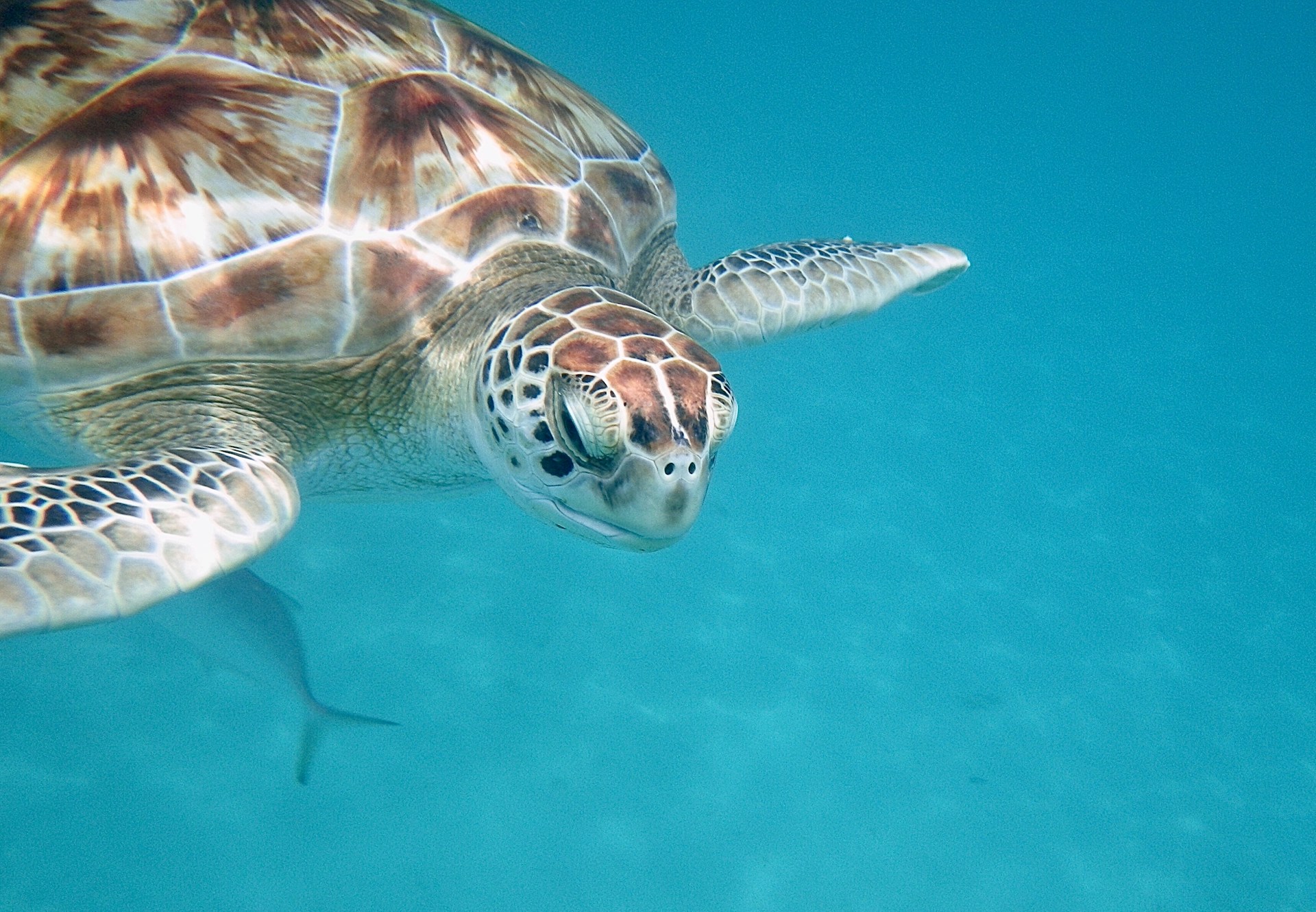 Barbados, basta strand snorkling Carlise Beach